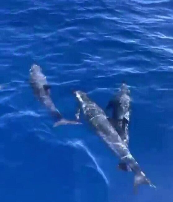 Mersin’de hobi amaçlı balık tutmak için tekneyle denize açılan İsmail