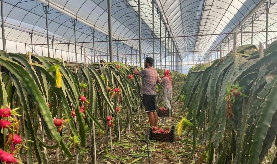 Antalya’nın Alanya ilçesine bağlı Mahmutlar Mahallesi’nde tropikal meyve üretiminde önemli