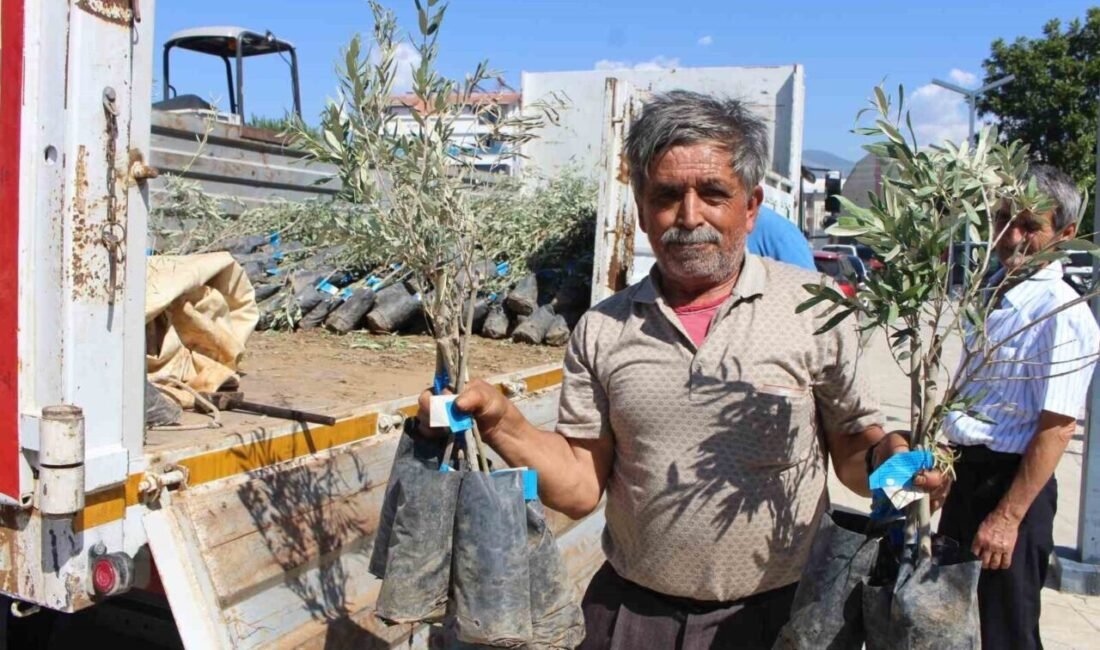 Antalya Büyükşehir Belediyesi, Gazipaşa’da 83 kişiye bin 660 adet zeytin