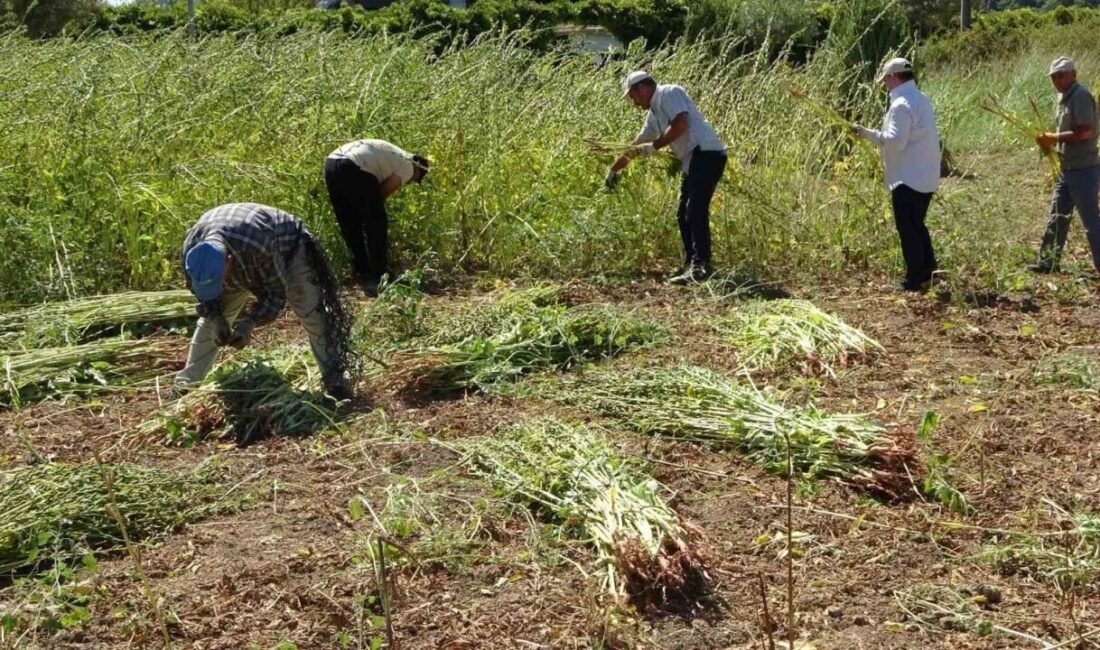 Antalya Manavgat’ın coğrafi işaretli ürünü olma özelliği taşıyan ve “altın”
