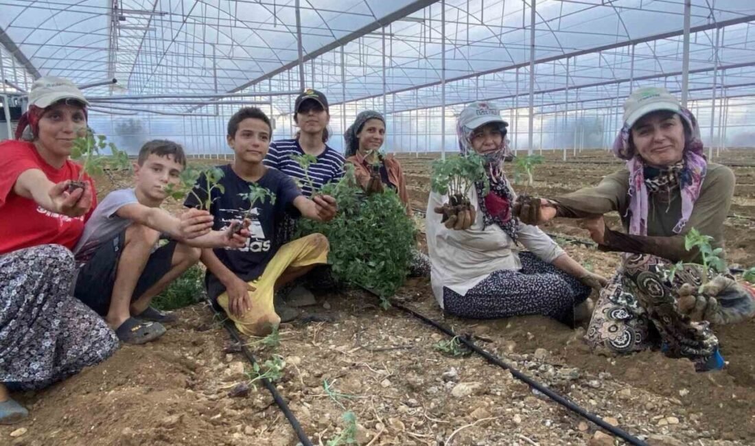 Antalya’nın önemli tarım merkezlerinden Aksu’da güzlük fide dikimleri başladı. Aksu