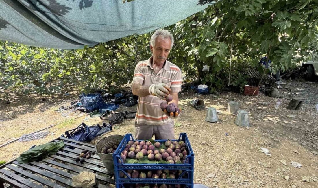 Antalya’nın İbradı ilçesinin 800 rakımlı Ürünlü Mahallesi’nde yetişen siyah incirin