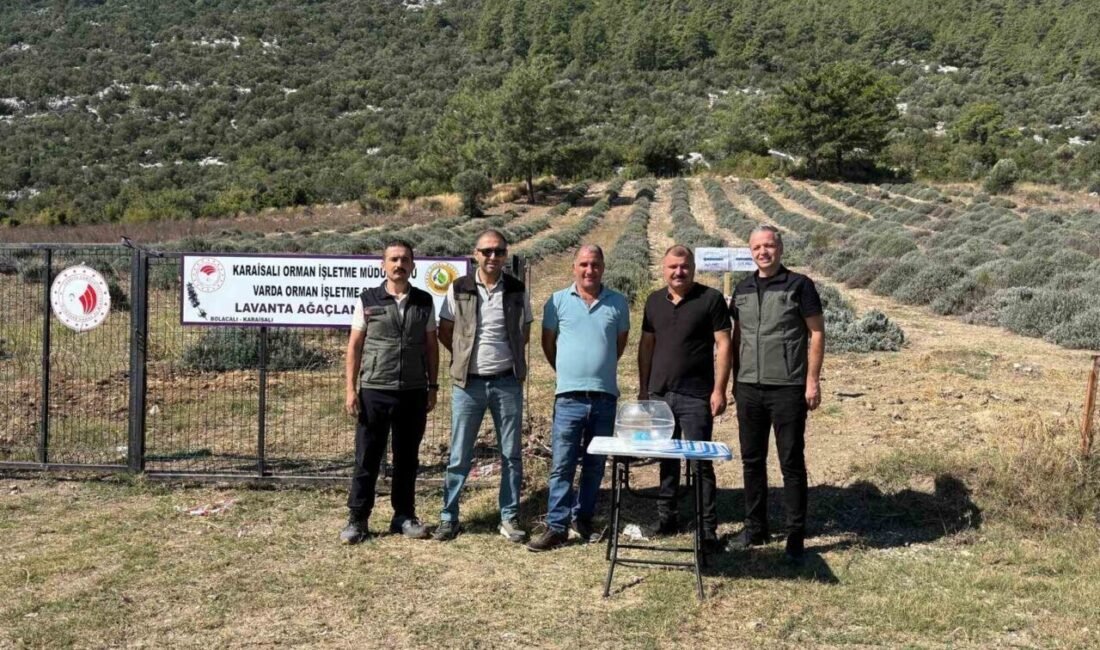 Adana Orman Bölge Müdürlüğü, Karaisalı’da bulunan Varda Şefliği Lavanta Ağaçlandırma