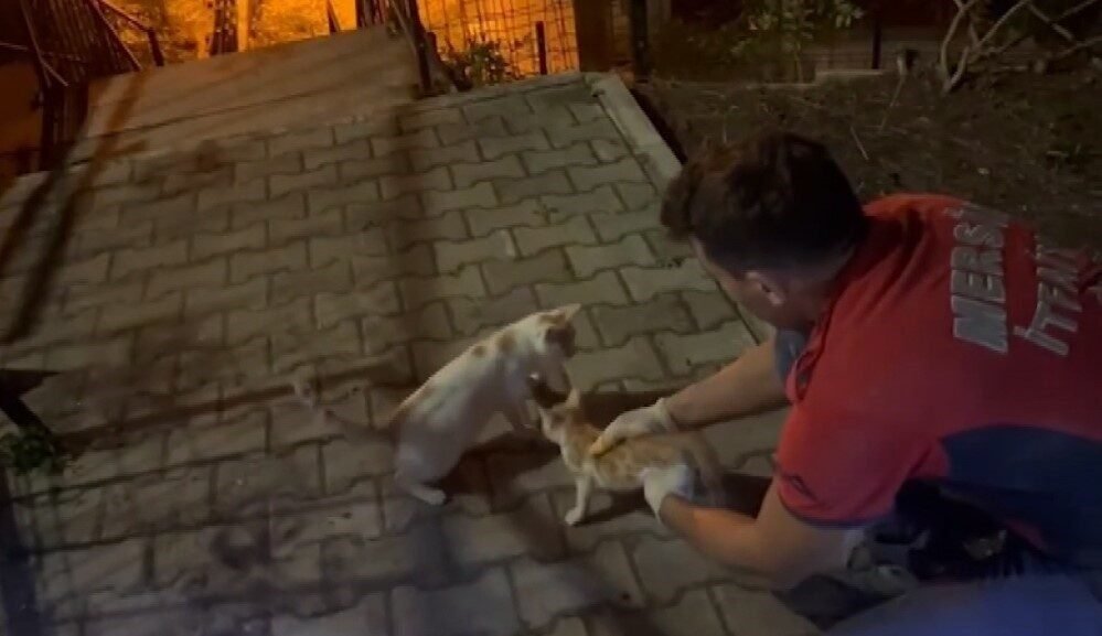 Mersin’de beton bloklar arasında sıkışan yavru kedi, Mersin Büyükşehir Belediyesi