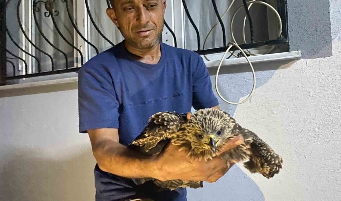 Osmaniye’nin Düziçi ilçesinde incir toplarken kanalın içinde bitkin halde bulduğu