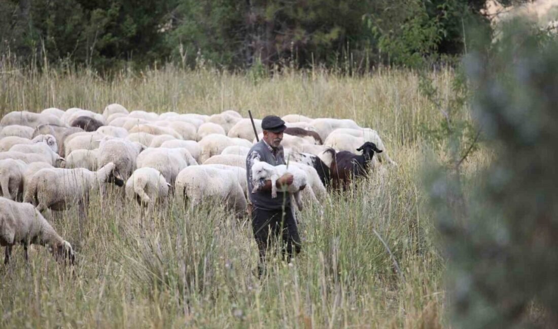 Burdur’da yarım asırdır çobanlık yapan Yusuf Akça, ilerlemiş yaşına rağmen