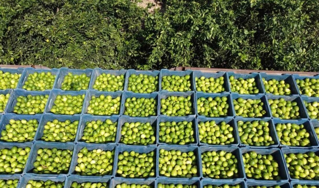 Adana’da limon hasadı başladı, geçen yıl bahçede 1 TL’ye alıcı