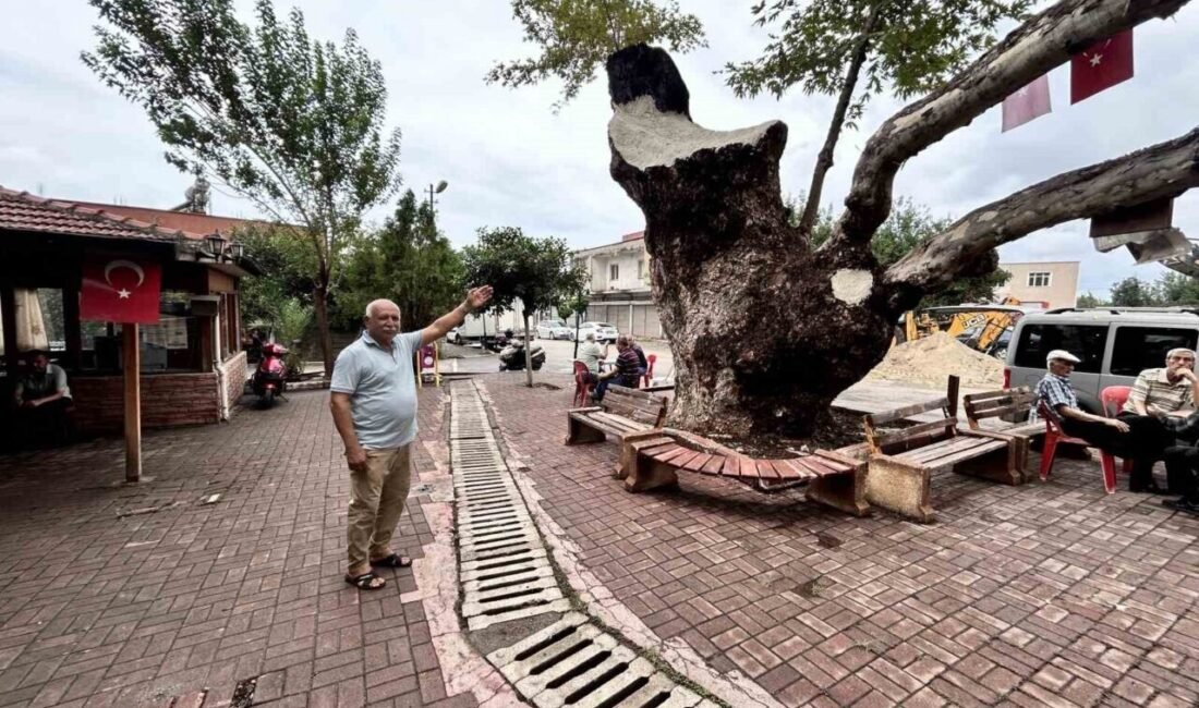 Hatay’ın Payas ilçesinde bulunan ve 500 yıllık olduğu tahmin edilen