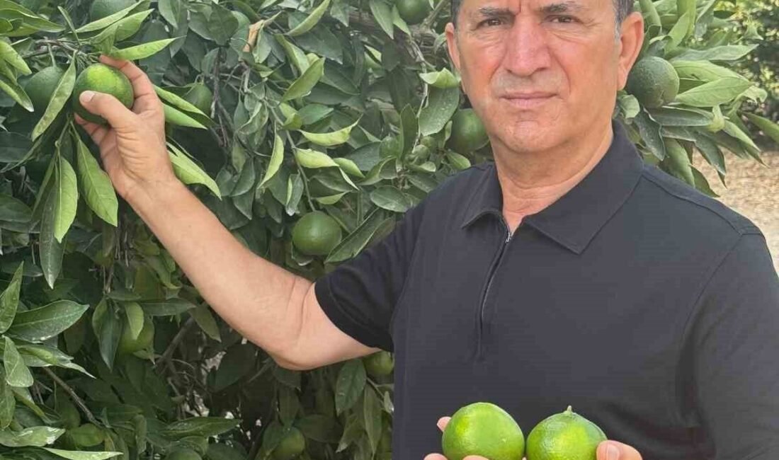 Adana Yüreğir Ziraat Odası Başkanı Mehmet Akın Doğan, bu yıl