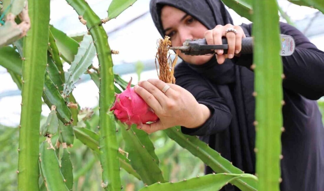 Antalya Büyükşehir Belediyesi’nin Kumluca’ya kazandırdığı Kumluca Yaş Sebze Meyve Kurutma