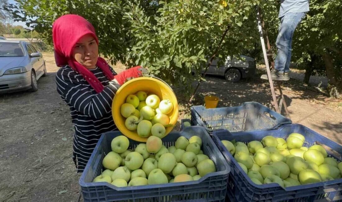 Türkiye’nin önemli elma üretim merkezlerinden biri olan Isparta Eğirdir’de hasat