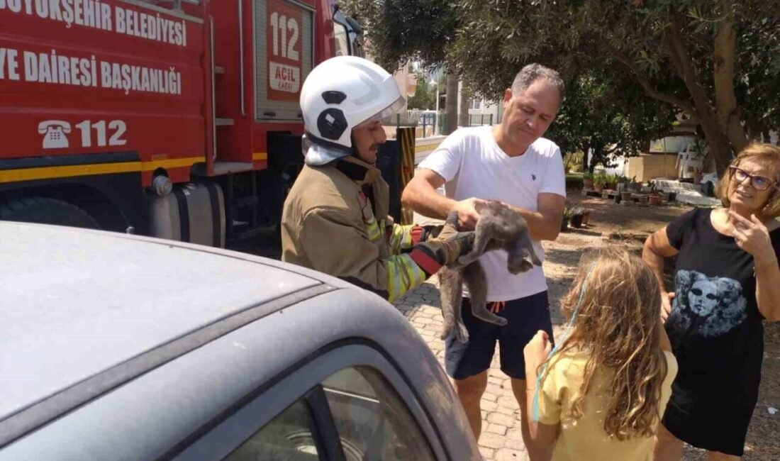 Hatay’ın Arsuz ilçesi bir palmiye ağacında mahsur kalan kedi, ekiplerin
