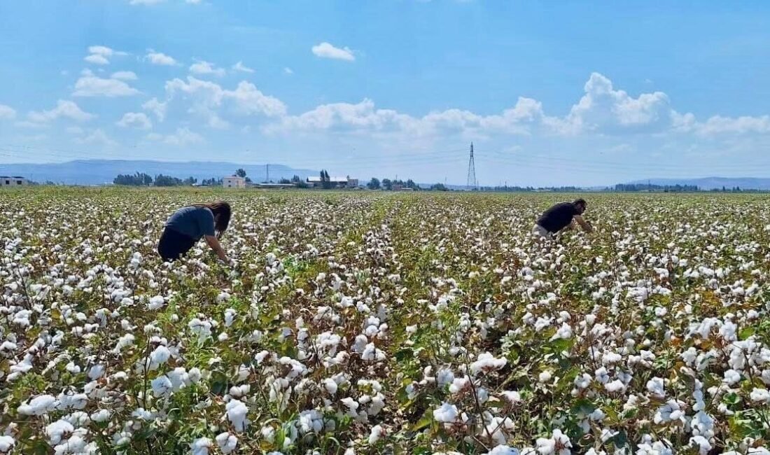 Hatay Tarım Orman Müdürlüğü ekipleri, sertifikalı tohumluk üretimi yapılan pamuk