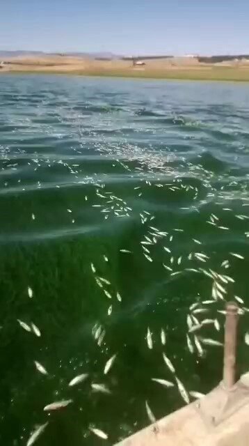 Kahramanmaraş’ta Aksu Çayı’nın Sır Barajı’na döküldüğü bölgede on binlerce balık