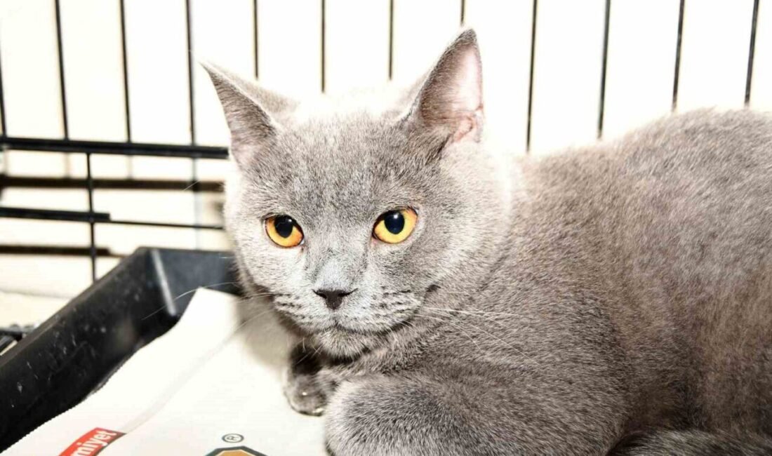 Kemer Belediyesi Hayvan Barındırma Tedavi ve Rehabilitasyon Merkezi, sokak hayvanlarına