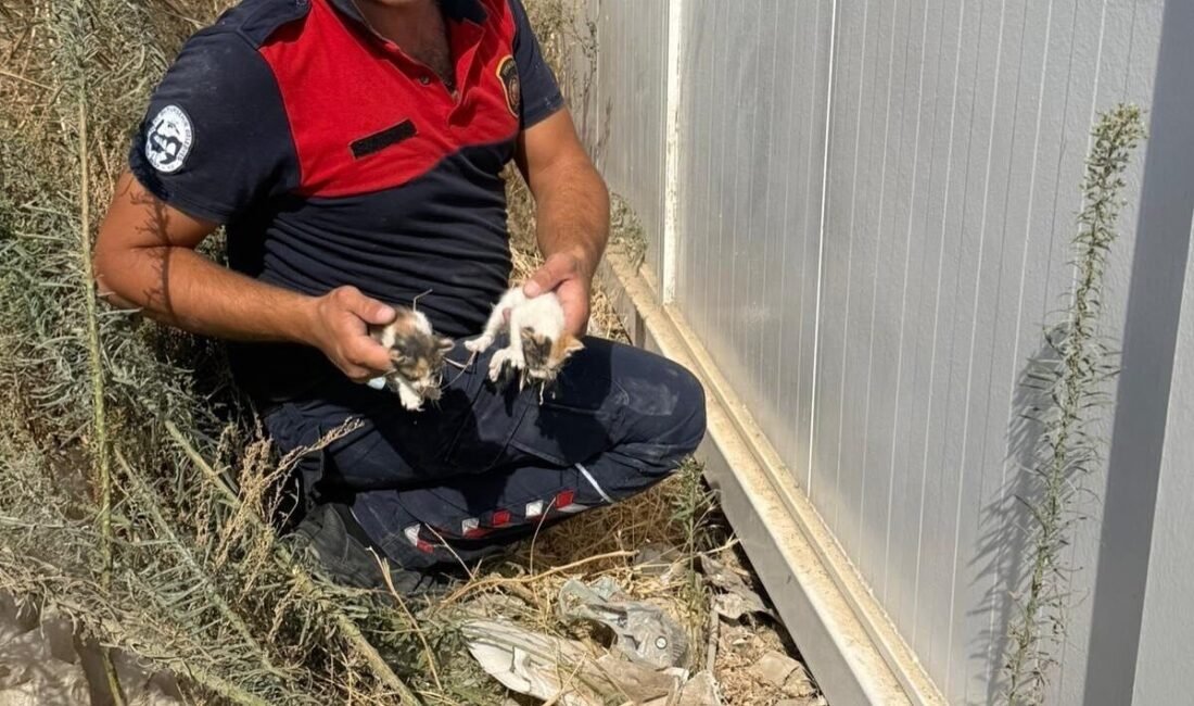 Hatay’da konteynerin altında mahsur kalan yavru kedileri, itfaiye ekipleri kurtardı.