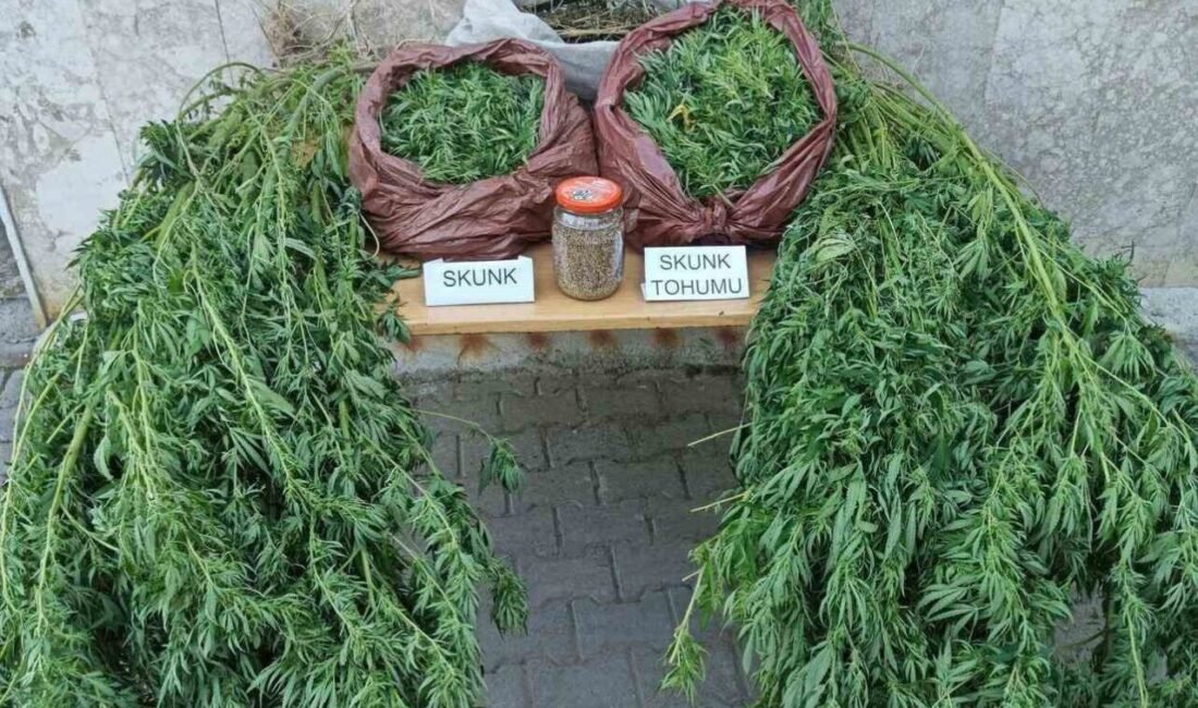 Antalya İl Jandarma Komutanlığı ekiplerinin Korkuteli’nde düzenlediği uyuşturucu operasyonunda 11,5