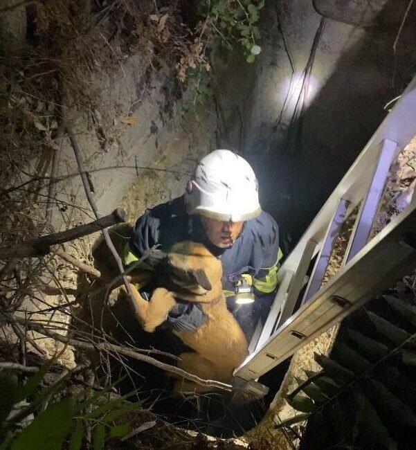 Hatay’da kuyuya düşen köpek, itfaiye ekipleri tarafından kurtarıldı. Defne ilçesi