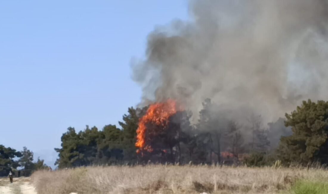 Antalya’nın Manavgat ilçesinde Gültepe ve Yeniköy mahalleleri arasında kalan tarım