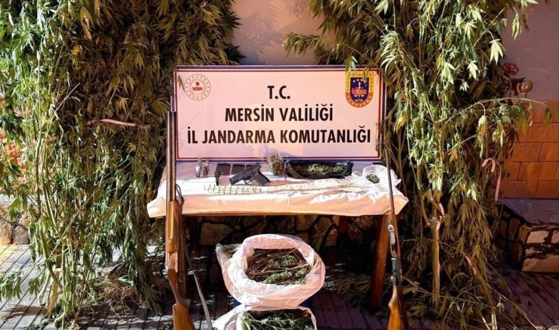 Mersin’de jandarma ekiplerinin düzenlediği operasyonda uyuşturucu madde üretmek için kenevir