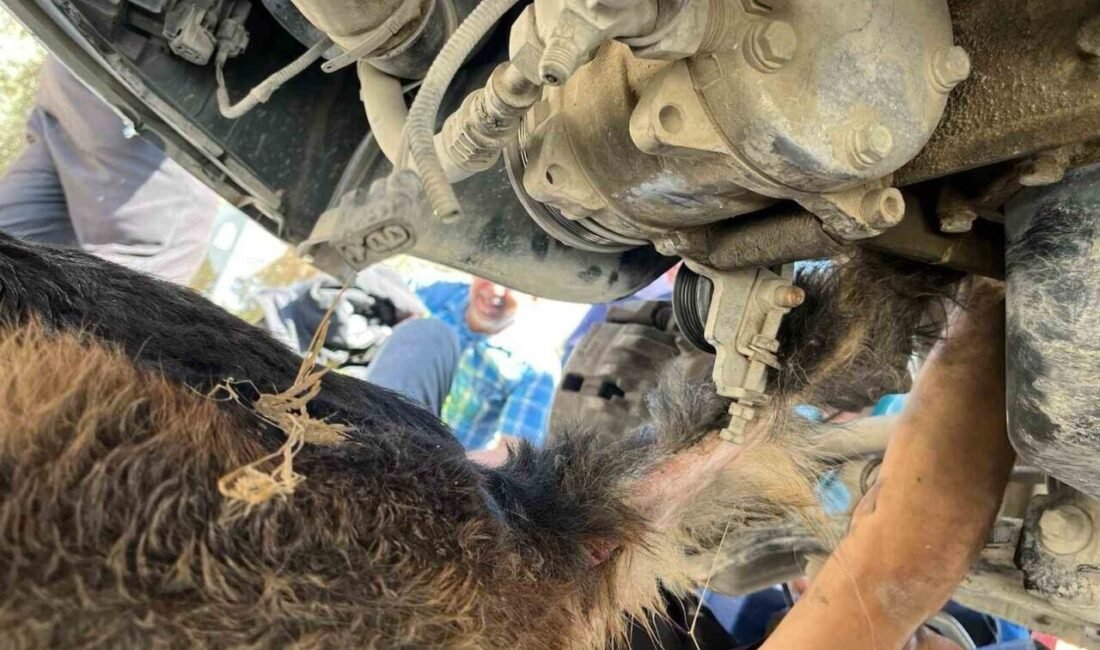 Hatay’ın Samandağ ilçesinde minibüsün altında sıkışıp mahsur kalan köpek, itfaiye