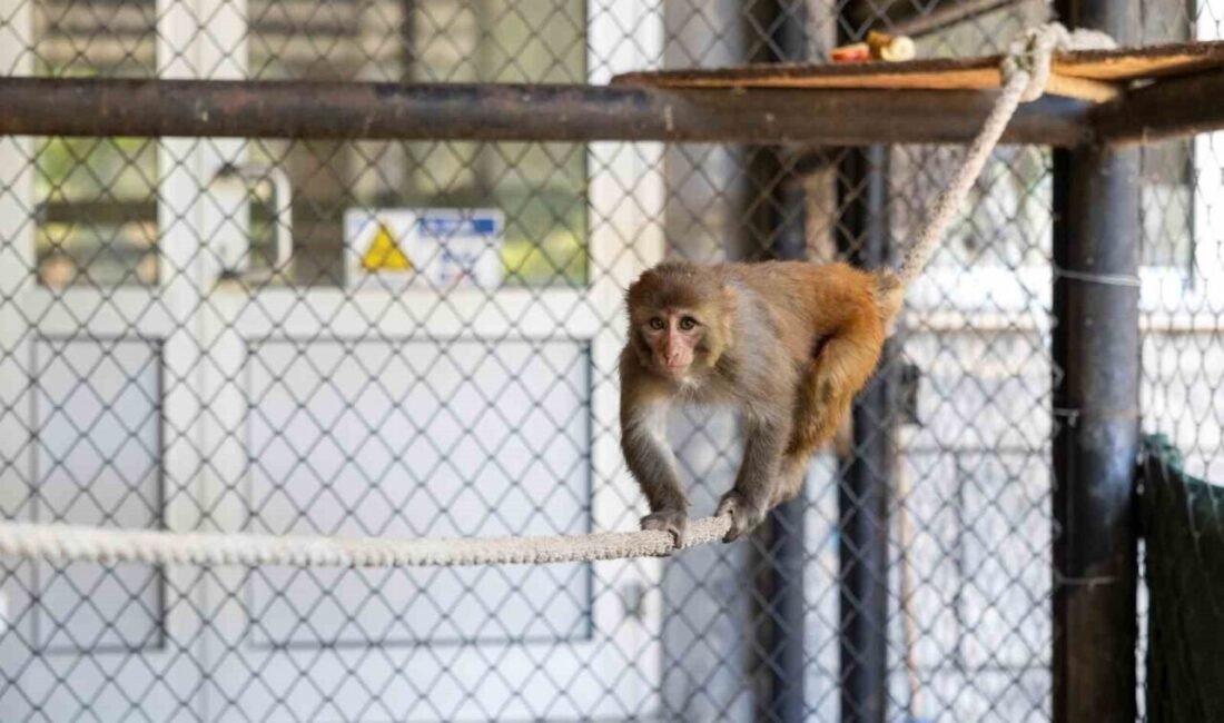 Hatay’da kötü muamele gördüğü gerekçesiyle Doğa Koruma ve Milli Parklar