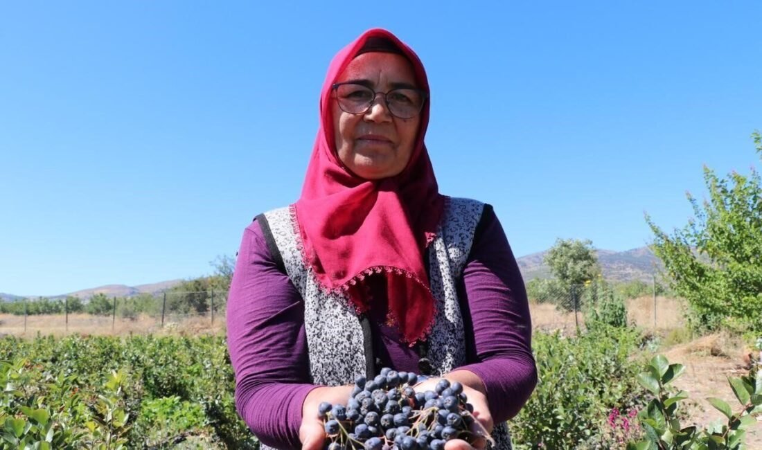 Antalya’dan Burdur’un Tefenni ilçesindeki köyüne dönerek aronya meyvesi yetiştirmeye başlayan