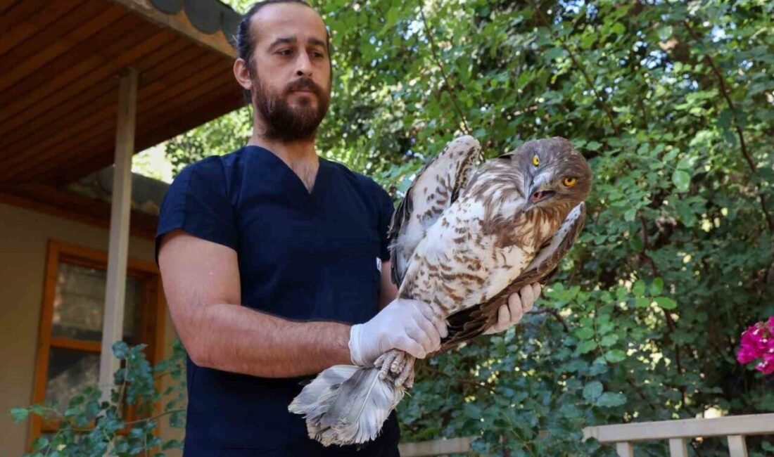 Antalya Büyükşehir Belediyesi Doğal Yaşam Parkı’nda tedavi edilen ve soyu