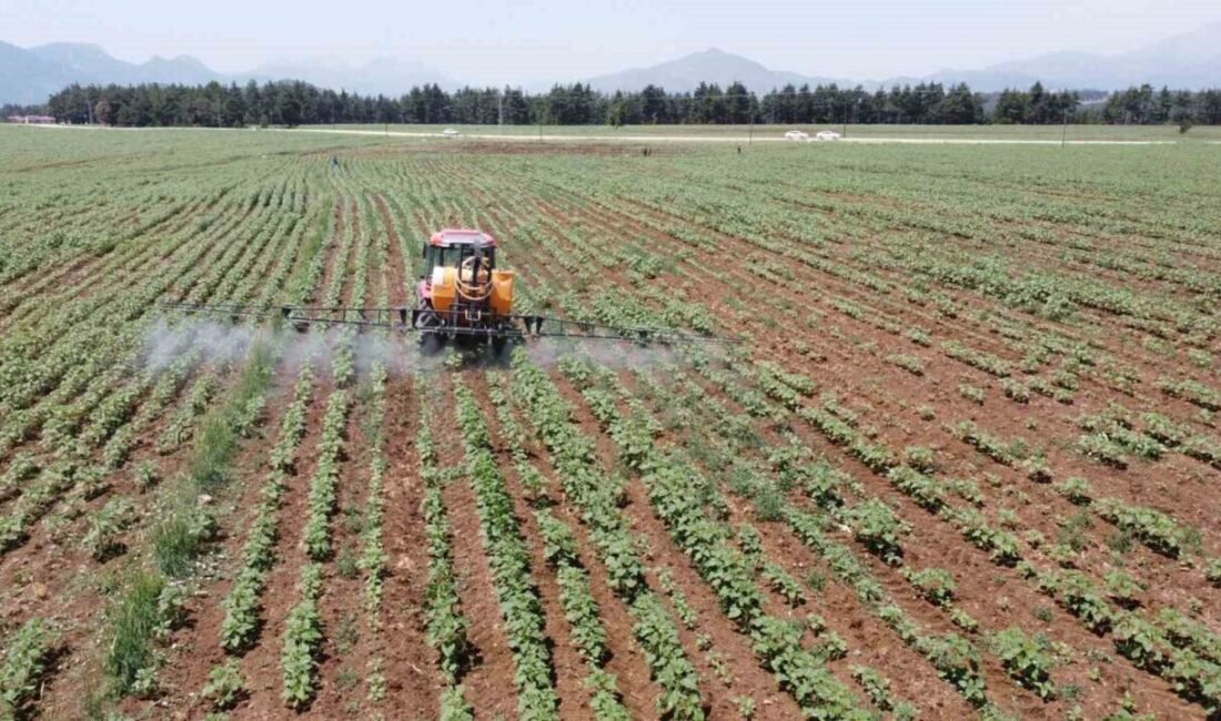 Sunar Yatırım bünyesinde faaliyet gösteren Elita Gıda, Türkiye’de ayçiçeği üretiminde