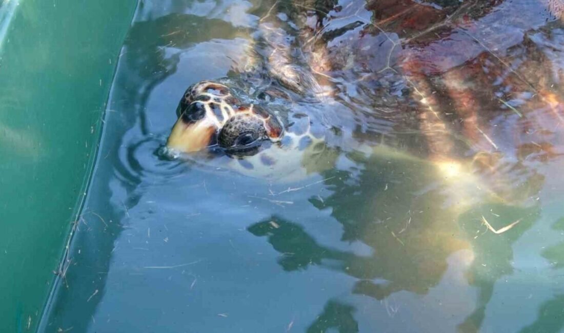 Mersin’de nesli tehlike altında olduğu için koruma altında olan bir