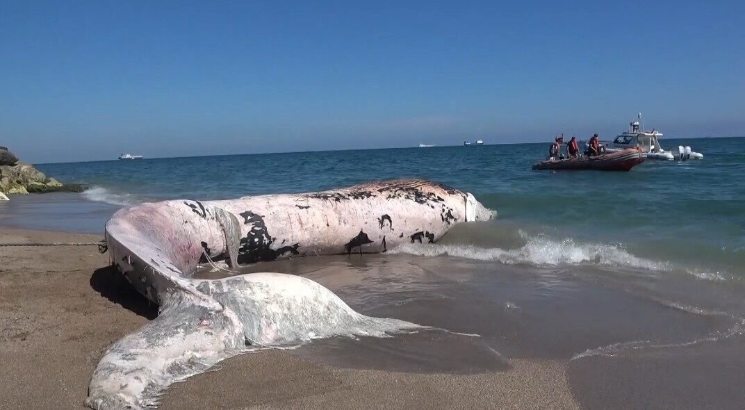 Mersin Körfezi’nde 4 yıl önce ölen ve müze bahçesine gömülen
