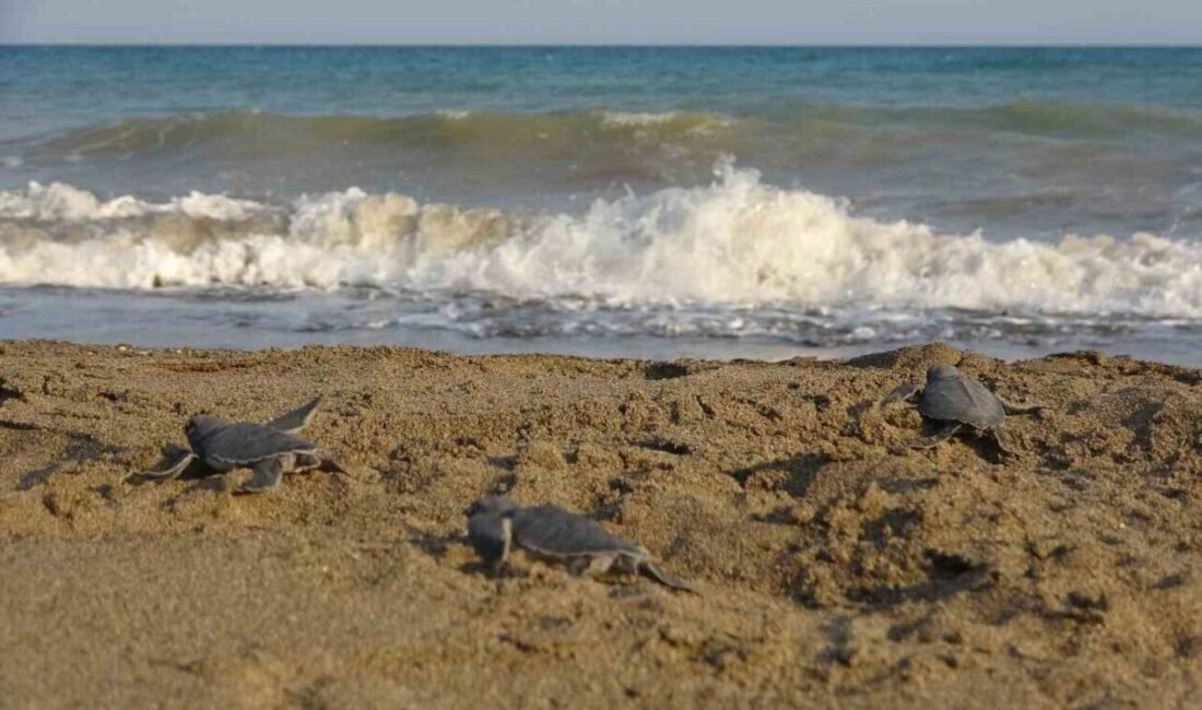 Dünyada iribaş deniz kaplumbağası (caretta caretta) ile yeşil deniz kaplumbağalarının