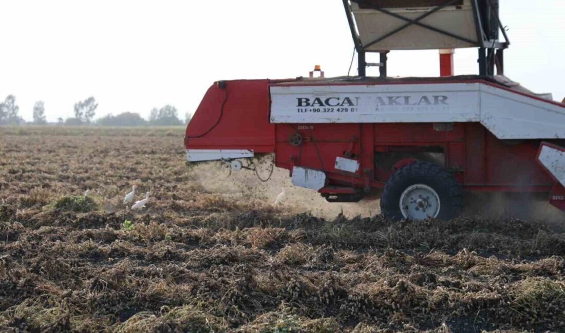 Adana’nın Kozan ilçesinde yer fıstığı hasadı başladı. İlk hasatta kilogramı