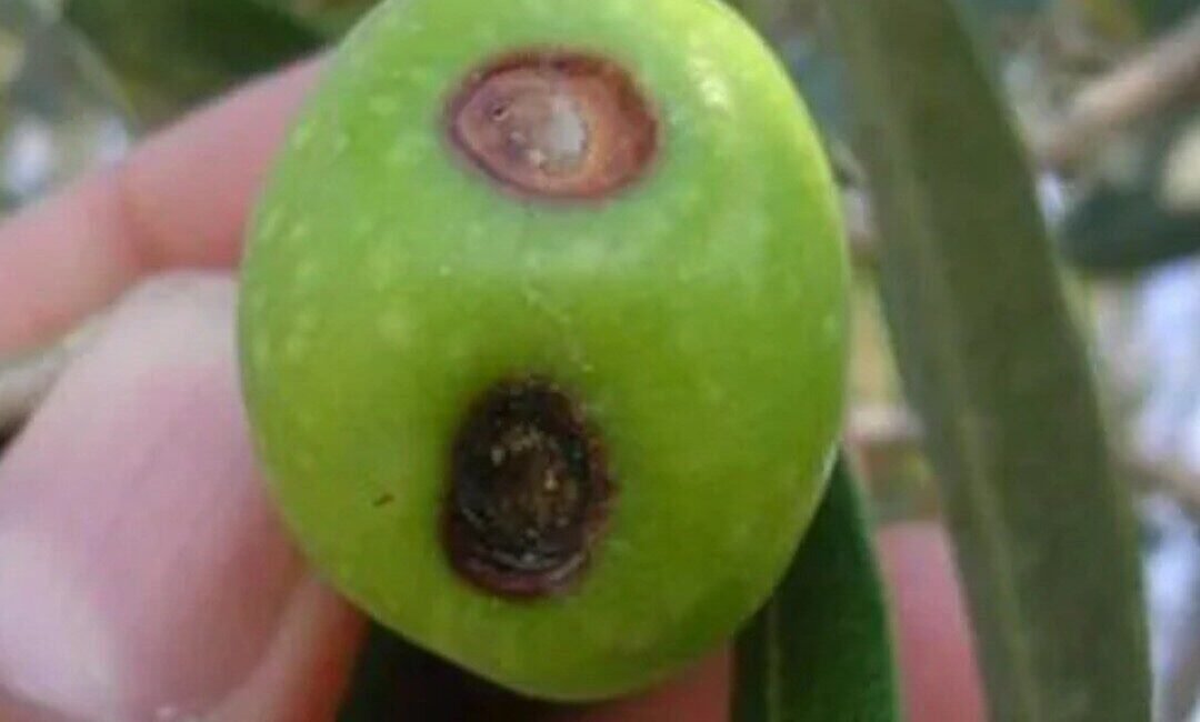 Antalya Ticaret Borsası (ATB) 4. Meslek Komitesi Başkan Yardımcısı ve