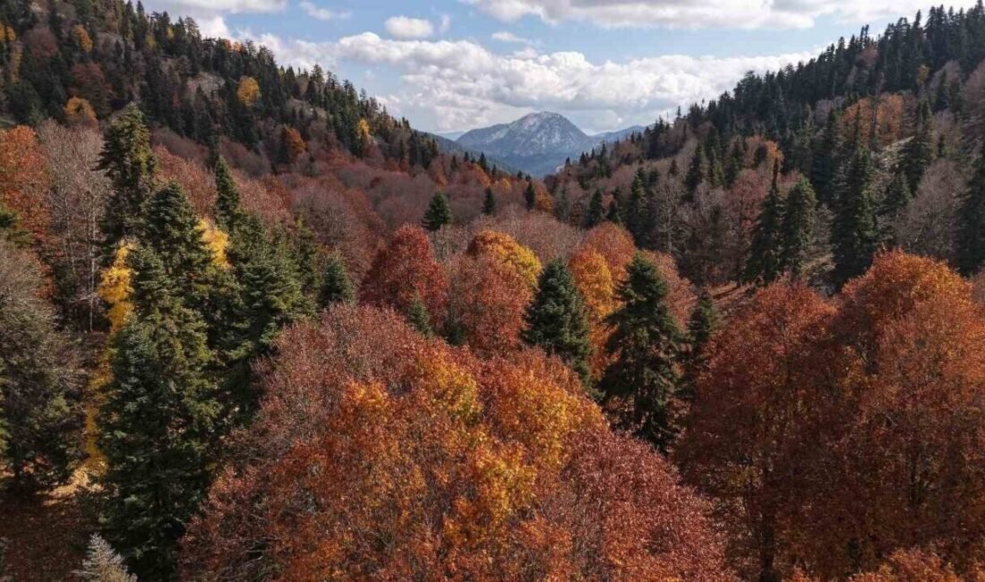 Adana’da ’Yirce Kayın Ormanları’ sonbaharla birlikte ayrı bir güzelliğe büründü.