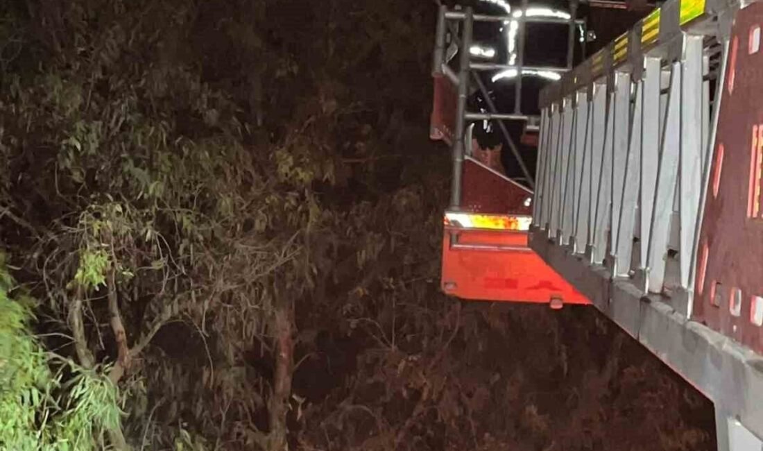 Hatay’ın Samandağ ilçesinde ağaçta mahsur kalan kedi, itfaiye ekiplerince kurtarıldı.