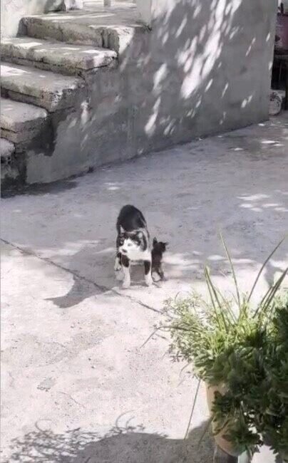 Osmaniye’de çukur içerisine düşen yavru kedi, itfaiye ekiplerinin titiz çalışması