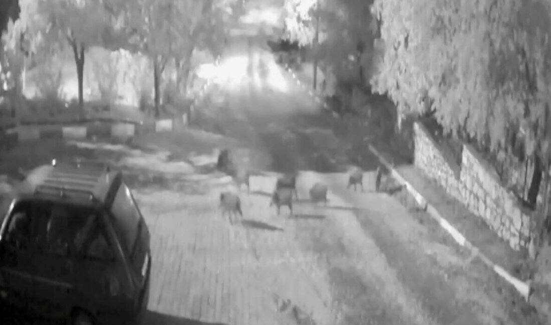 Antalya’nın Akseki ilçesine bağlı Alaçeşme Mahallesi’nde yaban domuzları gece yarısı