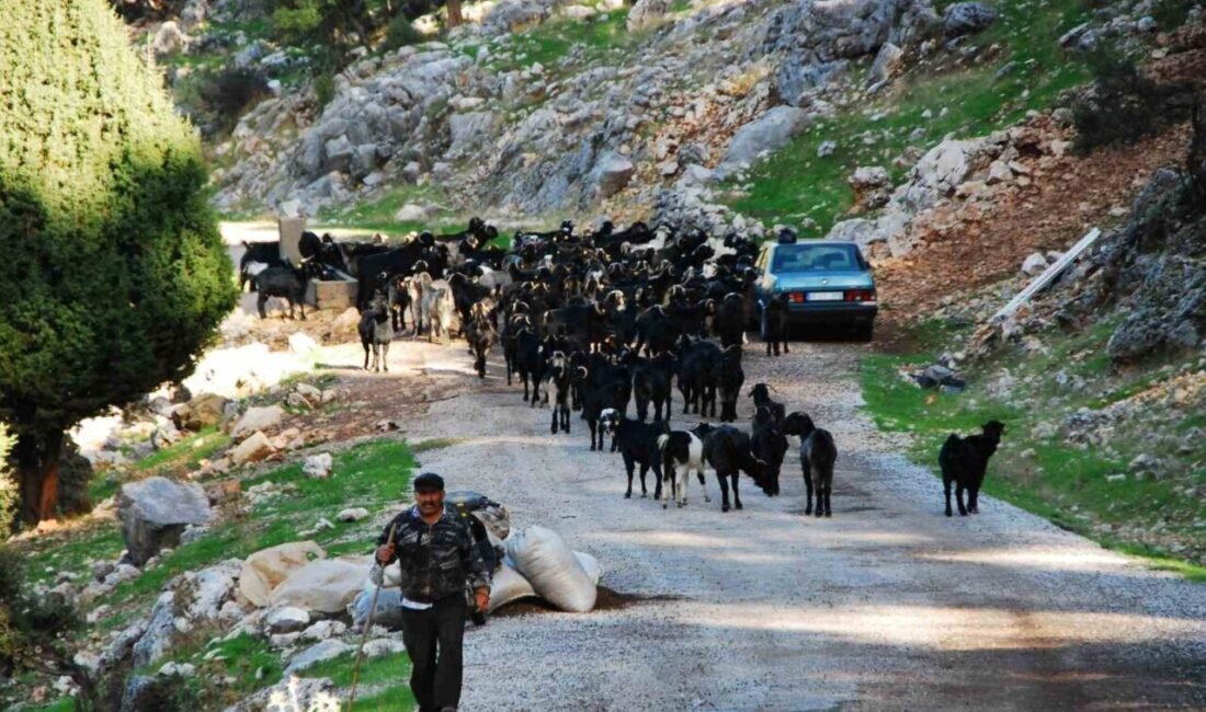 Antalya’da yaz aylarını Toroslar’ın serin yaylalarında geçiren Mayıs ayı sonunda
