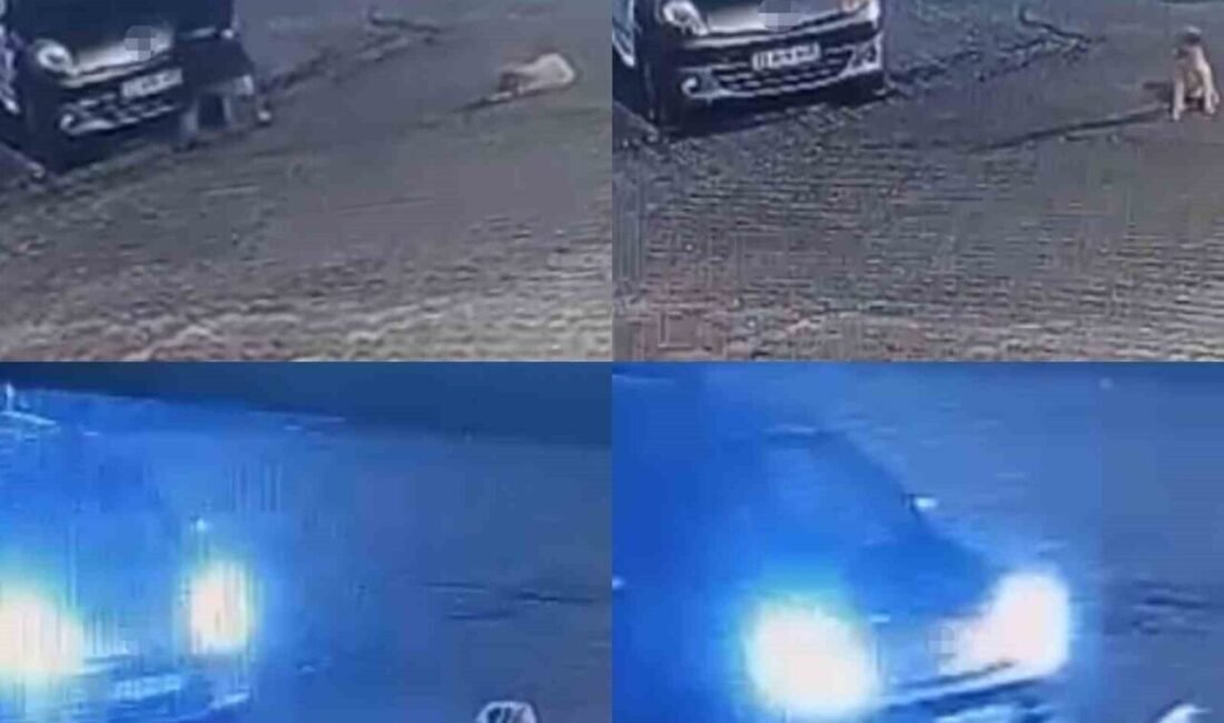 Mersin’in Anamur ilçesinde hafif ticari aracın üzerinden geçtiği kangal cinsi