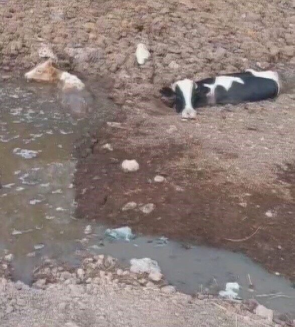 Hatay’da dere yatağında balçığa saplanan 3 inek, itfaiye ekipleri tarafından