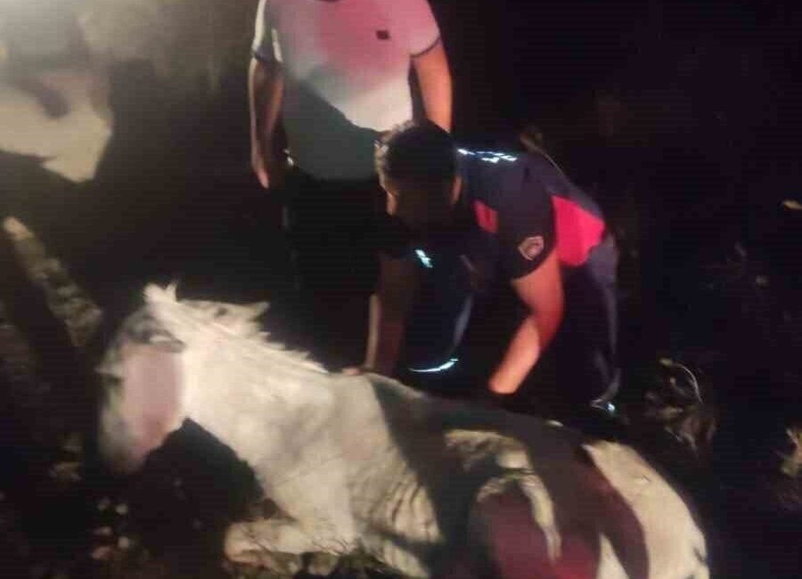 Hatay’da dere yatağında balçığa saplanan eşek, vinç yardımıyla kurtarılarak sahibine