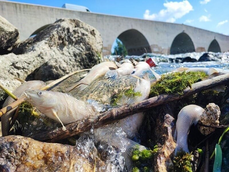 Adana’da Çukurova’nın verimli topraklarını sulayan ve birçok canlıyı barındıran Ceyhan
