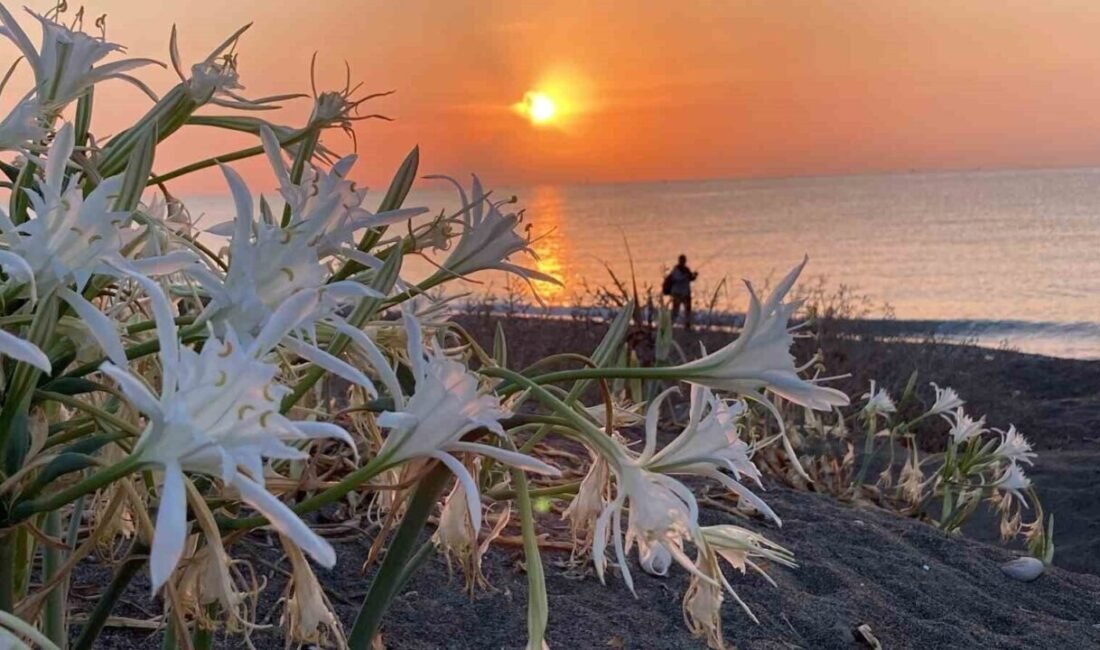 Mersin’de nesli tükenme tehlikesi altında olduğu için koruma altında bulunan