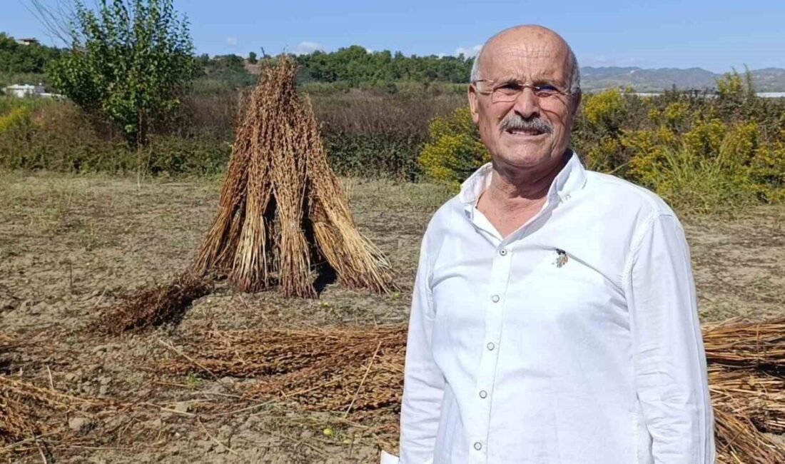 Türk Patent ve Marka Kurumu tarafından “Manavgat Altın Susamı” olarak