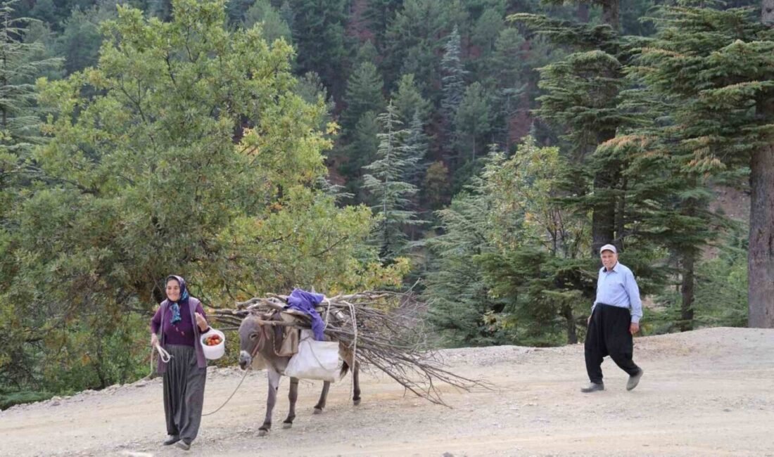 Adana’nın dağ köylerinde kış ve bahçe hazırlıkları çerçevesinde eşekle odun