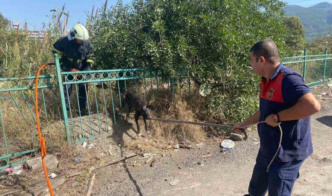 Hatay’ın Payas ilçesinde demir korkuluğa sıkışıp mahsur kalan köpek, itfaiye