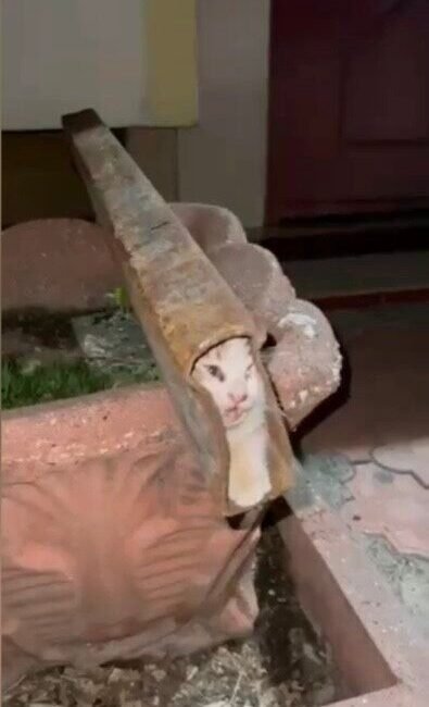 Osmaniye’de demir direk profiline sıkışan minik kedi, itfaiye ekiplerinin titiz