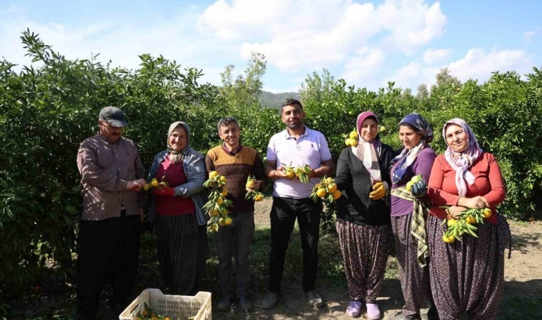 Türkiye’nin önemli üretim merkezlerinden Adana’da bahçede 15 TL’den başlayan mandalinanın