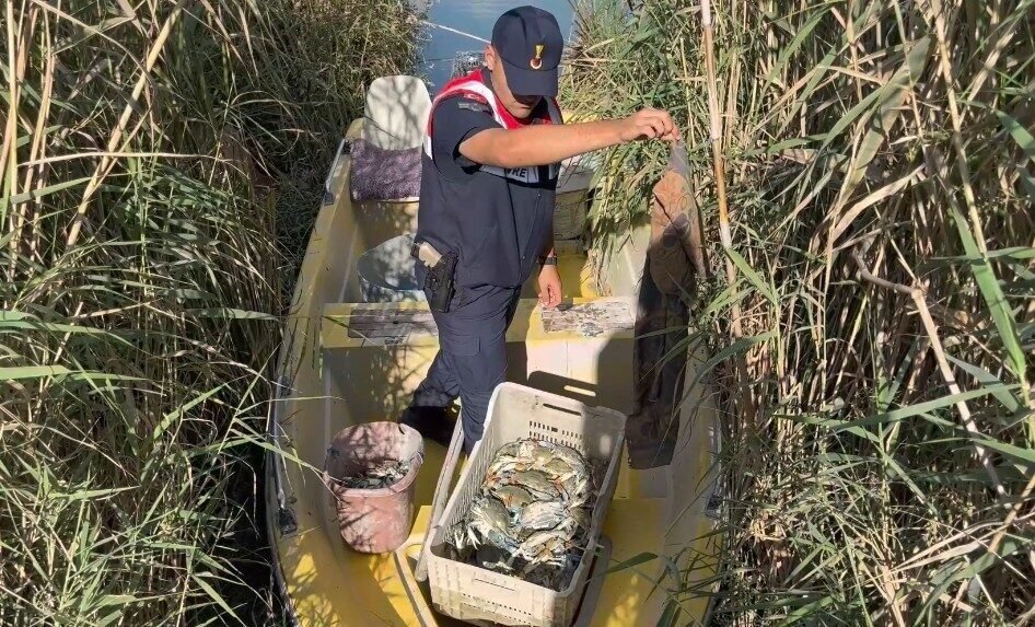 Mersin’in Silifke ilçesinde bulunan Göksu Deltası’nda yasa dışı mavi yengeç